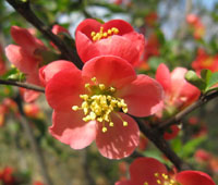 Hoa hải đường hoa hải đường