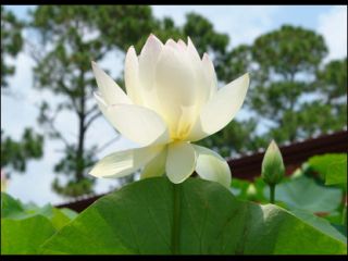 http://files.myopera.com/caoquyendambritourist/albums/902192/thumbs/hoa%20sen%20trang.jpg_thumb.jpg