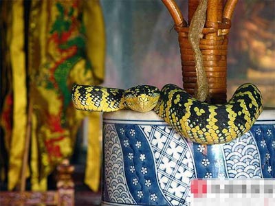 Một đêm lạc vào chùa rắn độc, Tin tức - Sự kiện,